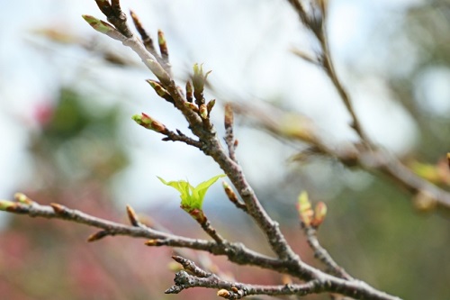 桜 花芽 葉芽 見分け方