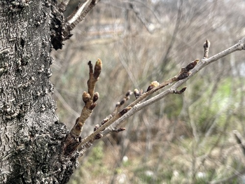 桜 つぼみ 芽 違い 見分け方