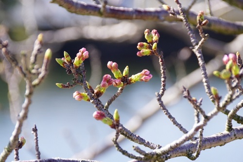 桜 つぼみ 芽 違い 見分け方